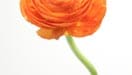 Ranunculus